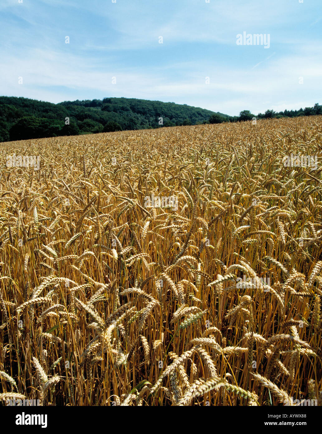 Getreidefeld Bei Witten, Ruhrgebiet, Nordrhein-Westfalen Stockfoto