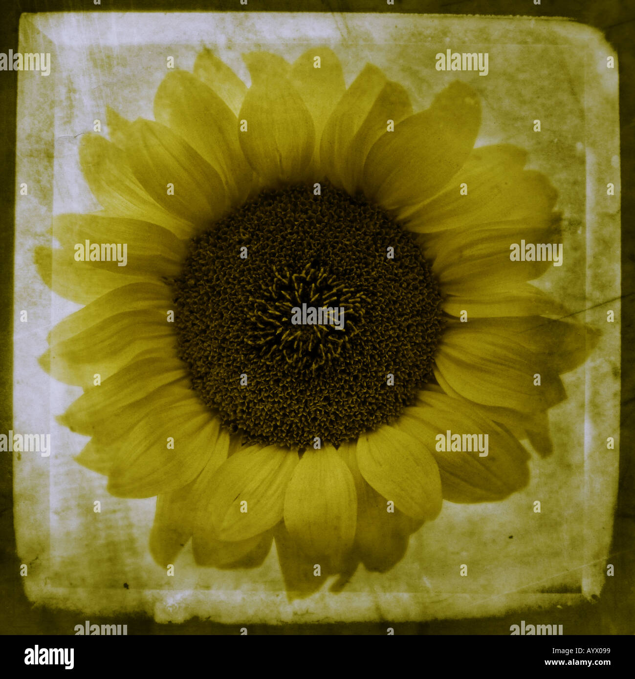 Sonnenblumen in voller Blüte Stockfoto