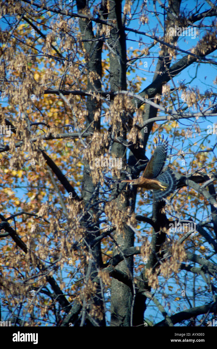 Rot-geschultert Falke, Buteo Lineatus, fliegen zwischen den Ästen eines Baumes im Herbst. Virginia, USA. Stockfoto