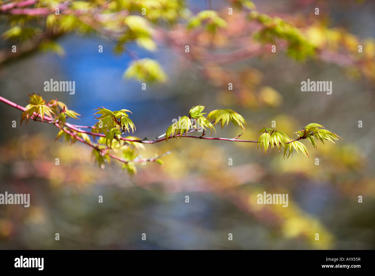 Acer palmatum sango Kaku. Japanischer Ahorn Baum junge Blätter Stockfoto