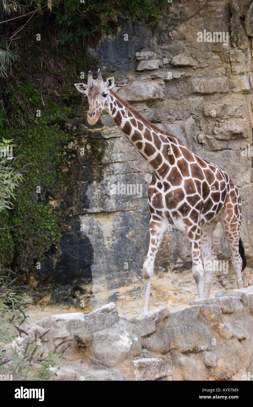 Retikuliert Giraffe Giraffa Plancius Reticulata Paarhufer in San Antonio Zoo Texas TX USA Stockfoto