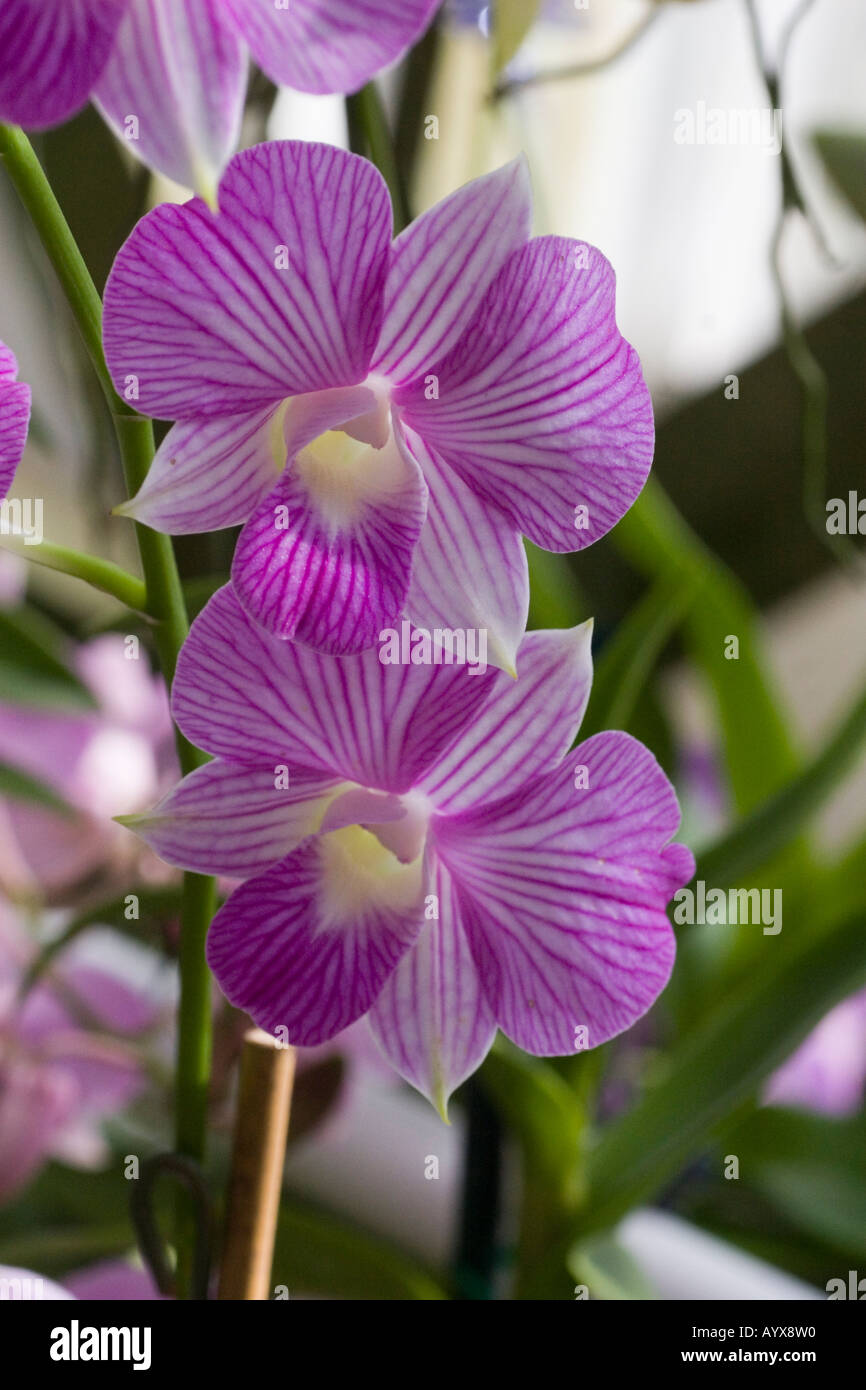 Dendrobium Orchidee Silbernen Glocken Orchideen Orchidaceae In