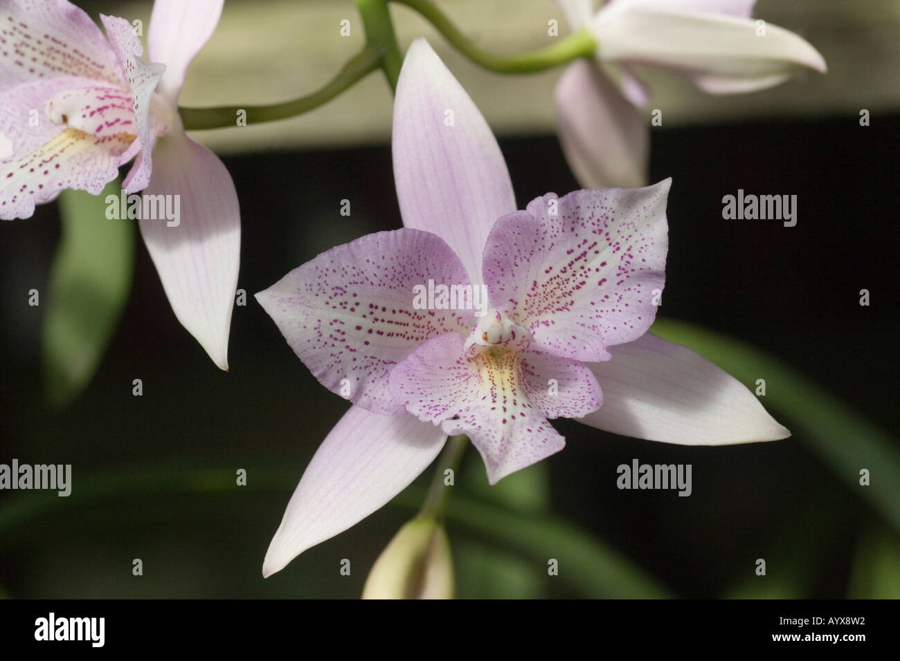 Diaca Chantilly Lace "twinkle" orchid Stockfoto