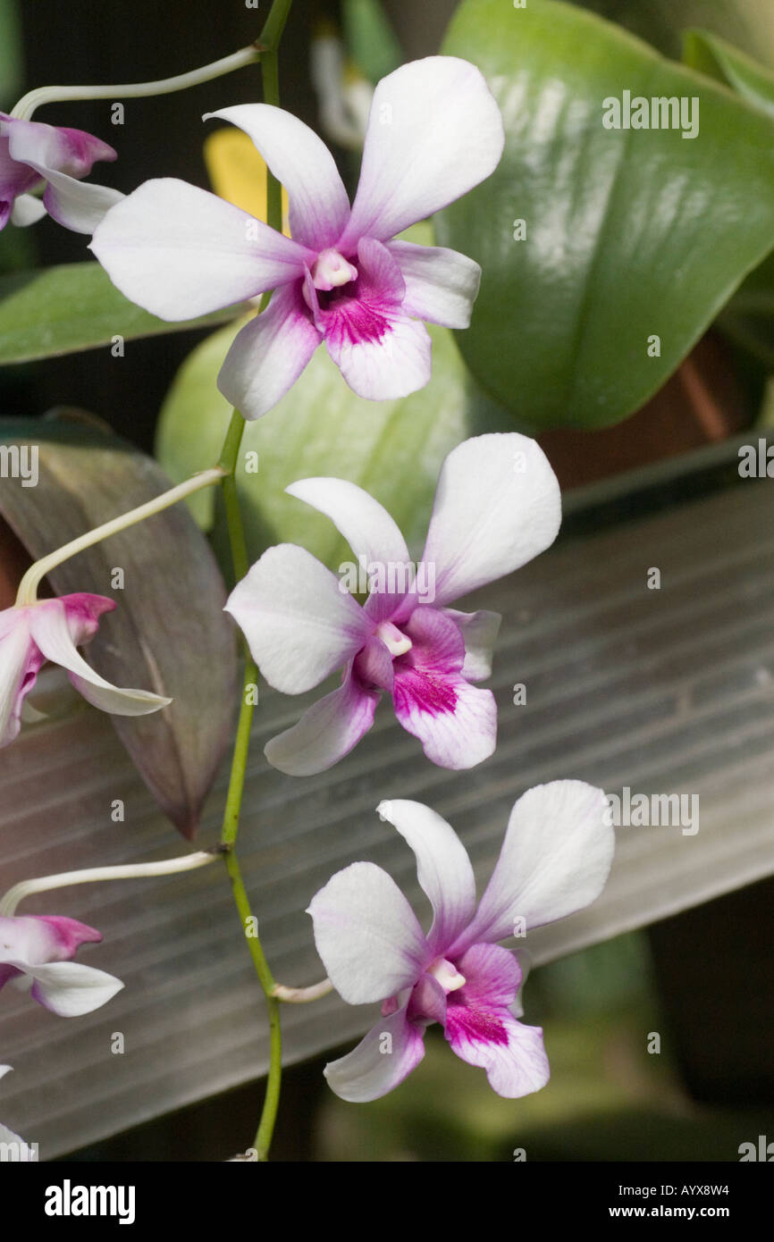 Dendrobium Orchidee silbernen Glocken Orchidaceae in South Texas Botanical Gardens Corpus Christi Texas TX USA Stockfoto