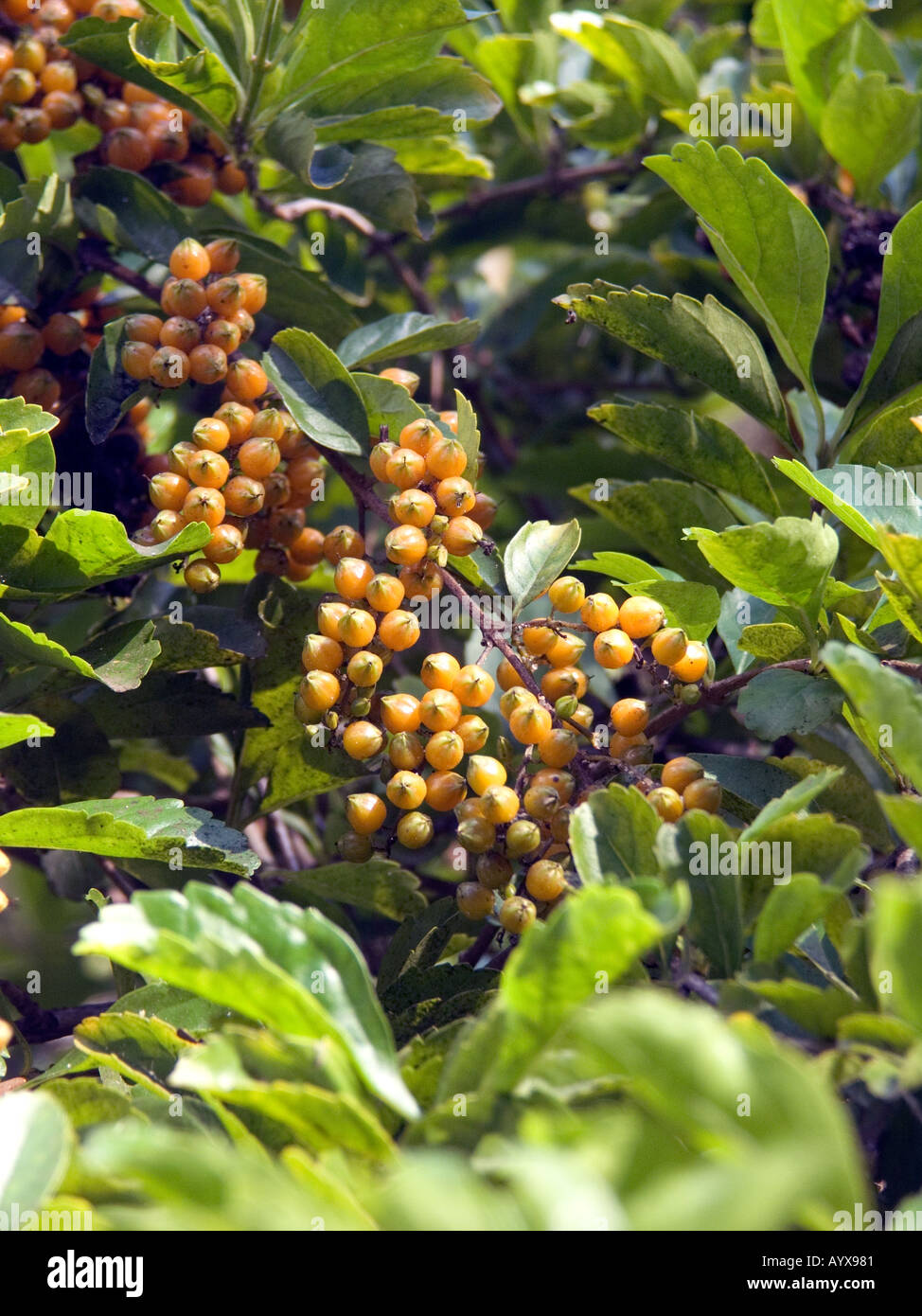 Himmel Blume oder Skyflower Duranta Repens Stockfoto