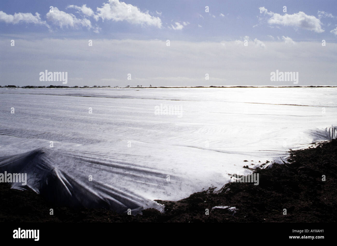 Kartoffeln wachsen unter Vlies auf einer Farm in Bawdsey, Suffolk, UK. Stockfoto