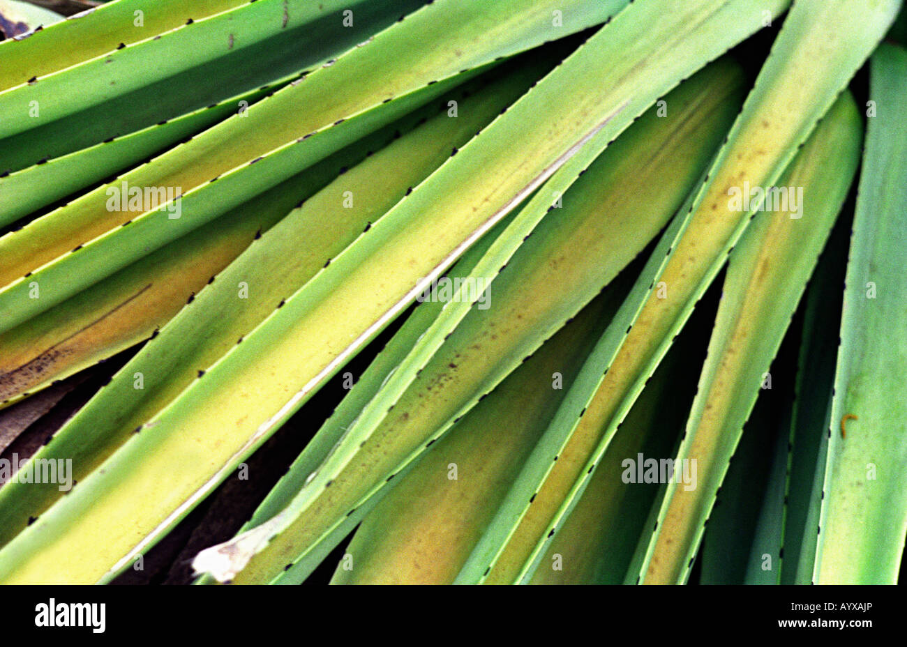 Aloe Vera Pflanze Detail. Sukkulente Arten, deren Extrakte für kosmetische oder medizinische Zwecke verwendet werden Stockfoto