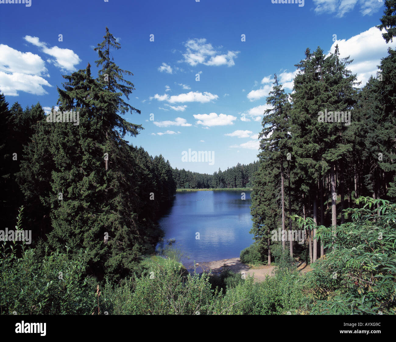 Waldsee, Ruhiger See in Einer Waldlandschaft, Nadelwald, Mittlerer Grumbacher Teich, Goslar-Hahnenklee-Bockswiese, Naturpark Harz, Niedersachsen Stockfoto