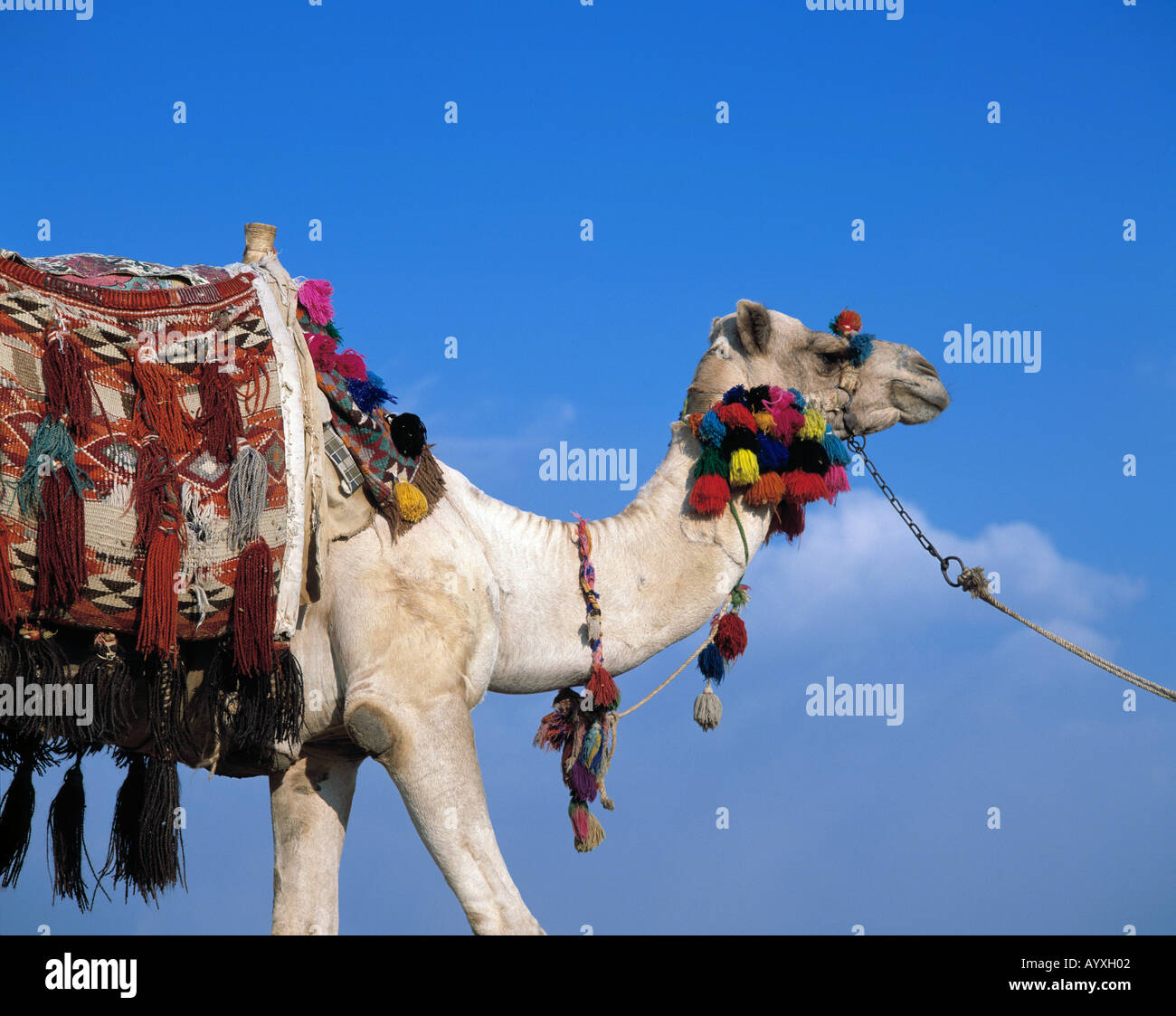 Ägypten, Dromedar Stockfoto