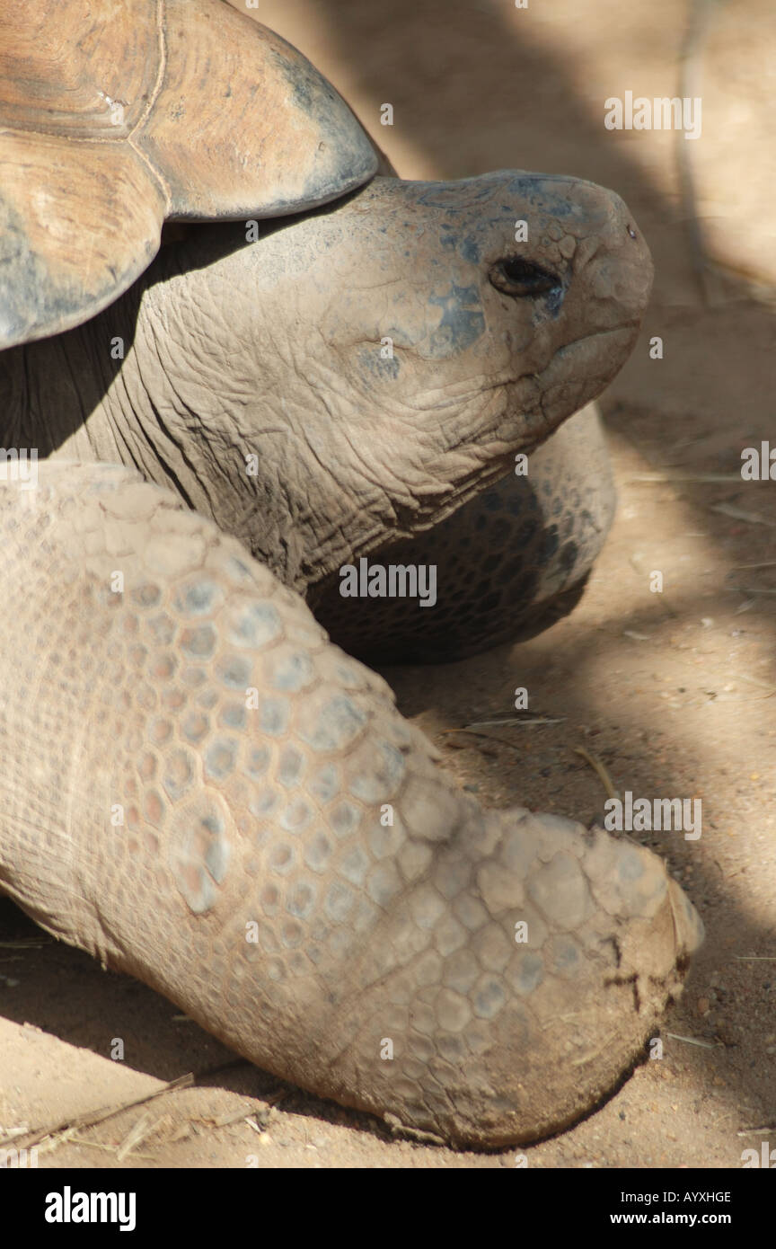 100 Jahre Alten Riesigen Galapagos Schildkrote Stockfotografie Alamy