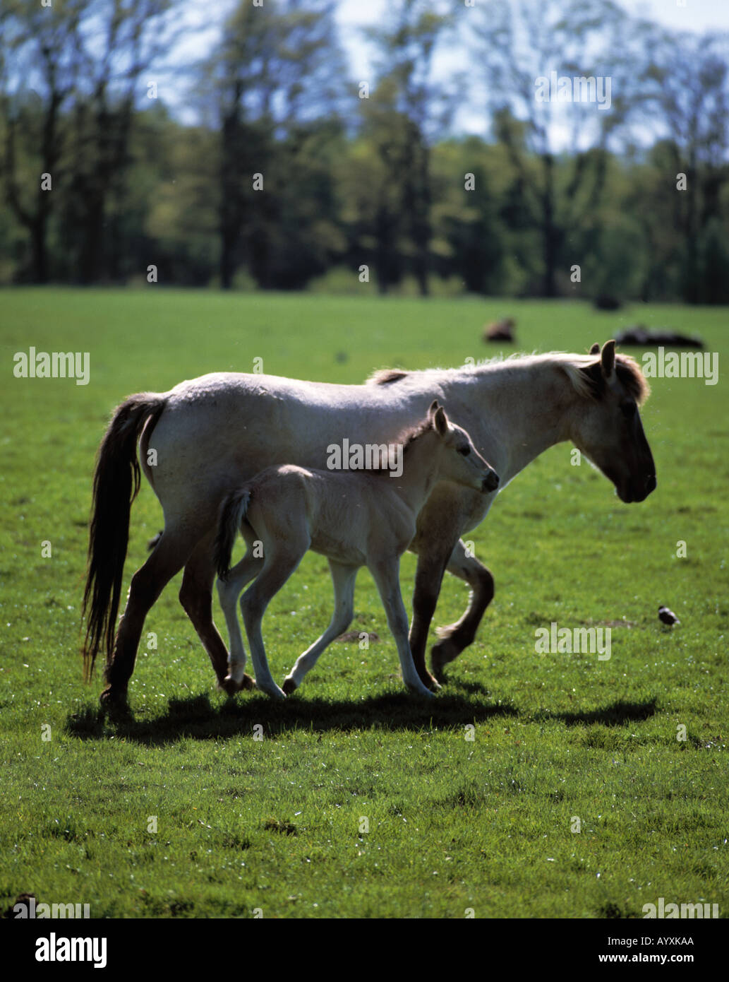 Wildpferde, Stute Und Fohlen Eng Zusammen, Wildpark Sababurg, Hofgeismar, Reinhardswald, Hessen Stockfoto