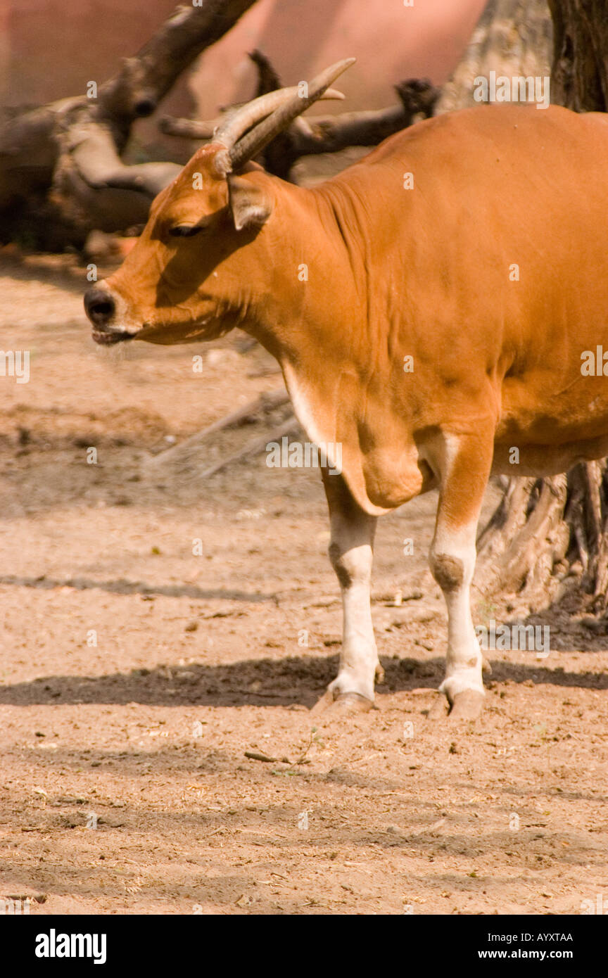 Weibliche Banteng Bos javanicus Stockfoto