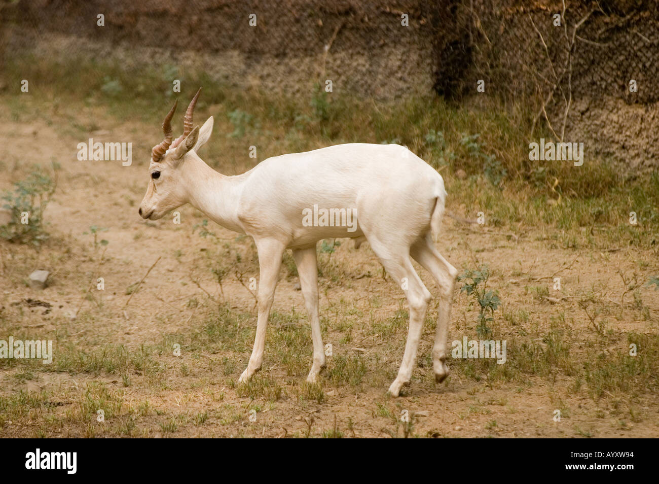 Seltene weiße buck Antilope Cervicapra in Neu-Delhi National Zoological Park Stockfoto