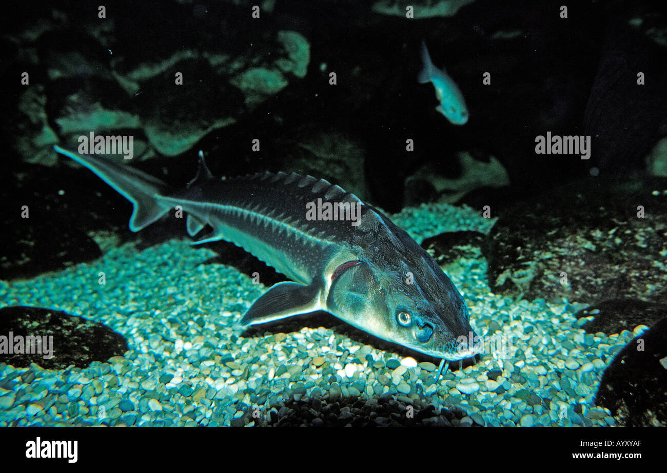 Acipenser sp -Fotos und -Bildmaterial in hoher Auflösung – Alamy