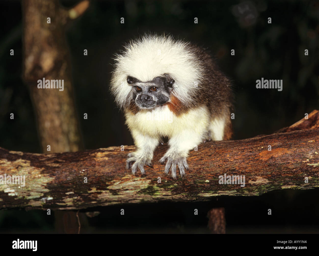 Baumwolle, die unter der Leitung Tamarin auf AST Oedipomedias Ödipus Stockfoto