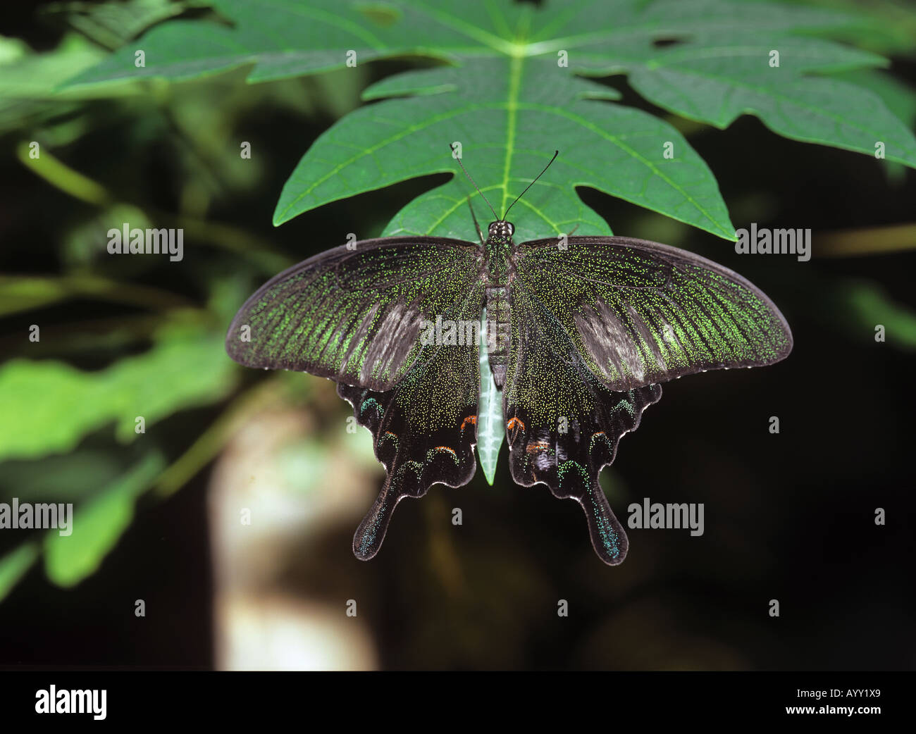 Schmetterling auf Blatt Papilio Bianor sitzen Stockfoto