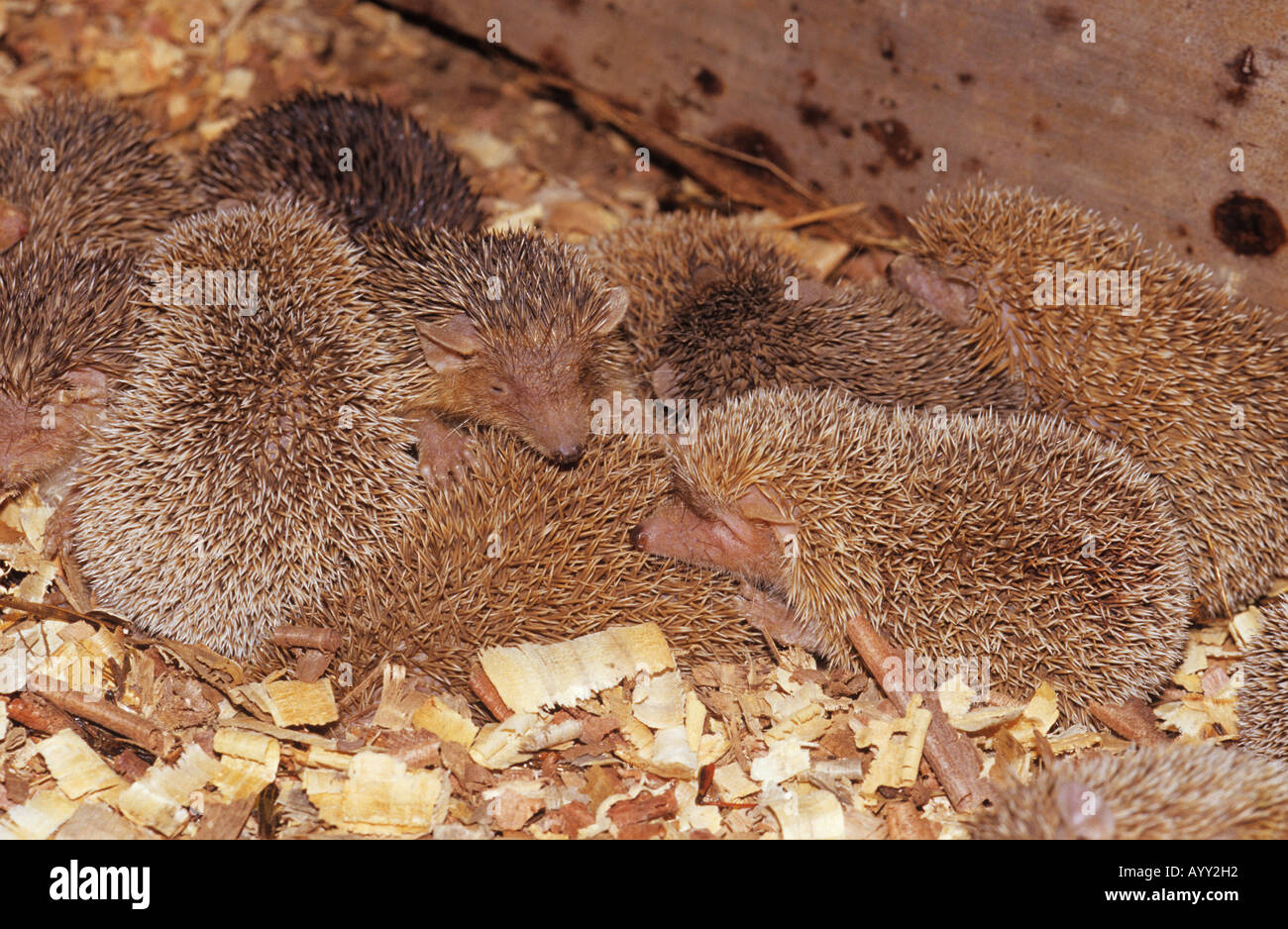 kleiner Igel Tenreks Echinops telfairi Stockfoto