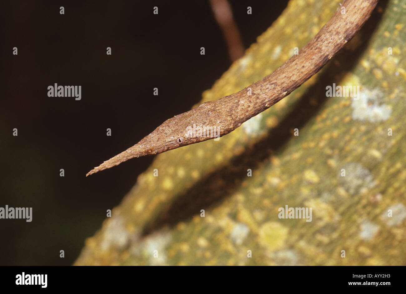 Leafnosed Schlange Langaha madagascariensis Stockfoto