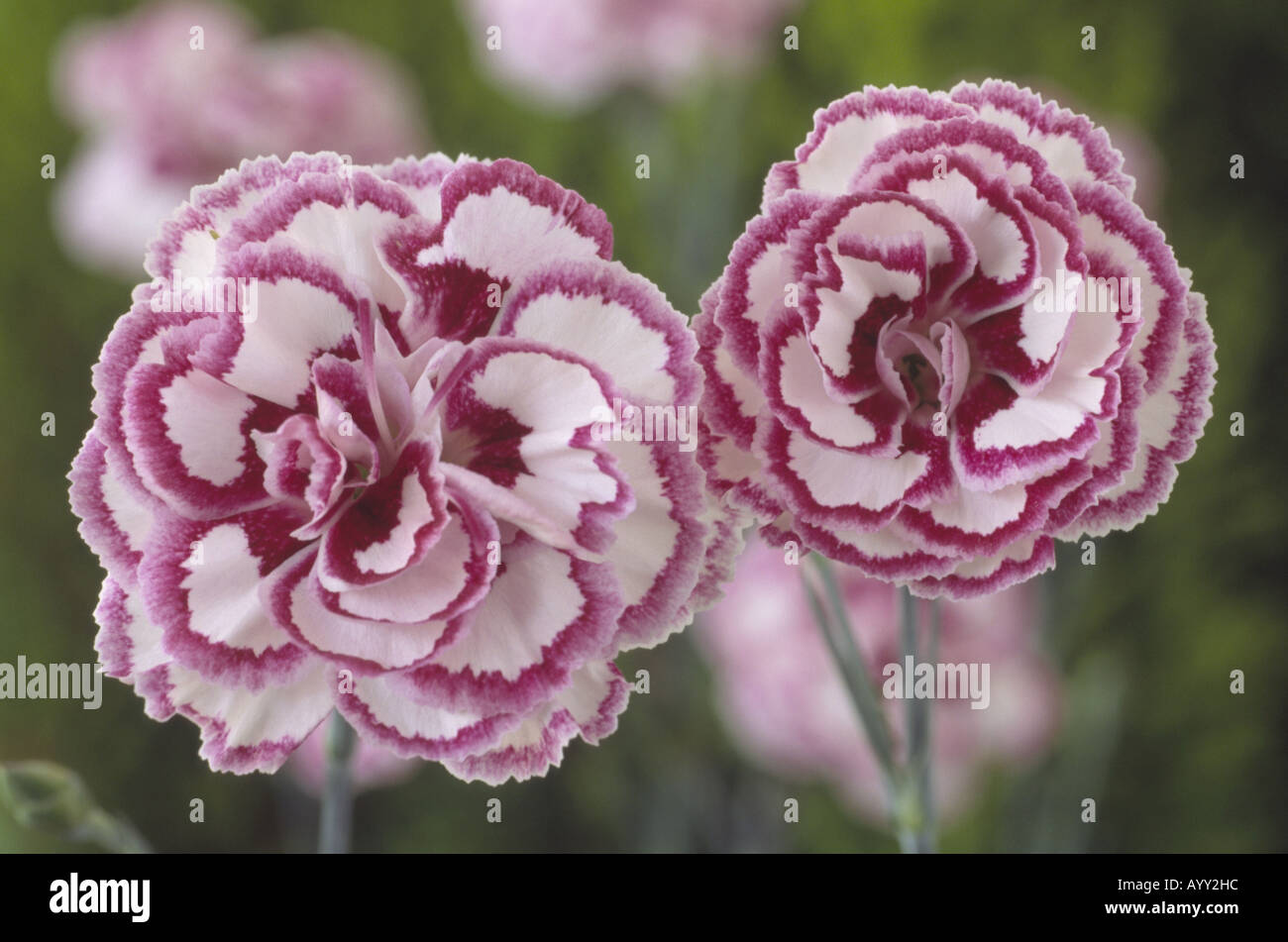 Dianthus 'Gran Favorit' (rosa) AGM Nahaufnahme von zwei rosa und weißen Blüten. Stockfoto