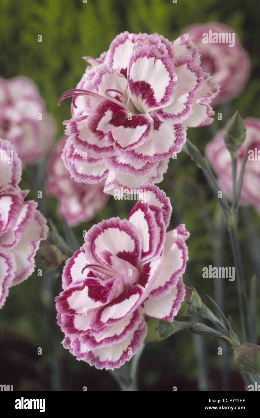 Dianthus 'Gran Favorit' (rosa) AGM Nahaufnahme von zwei rosa und weißen Blüten. Stockfoto