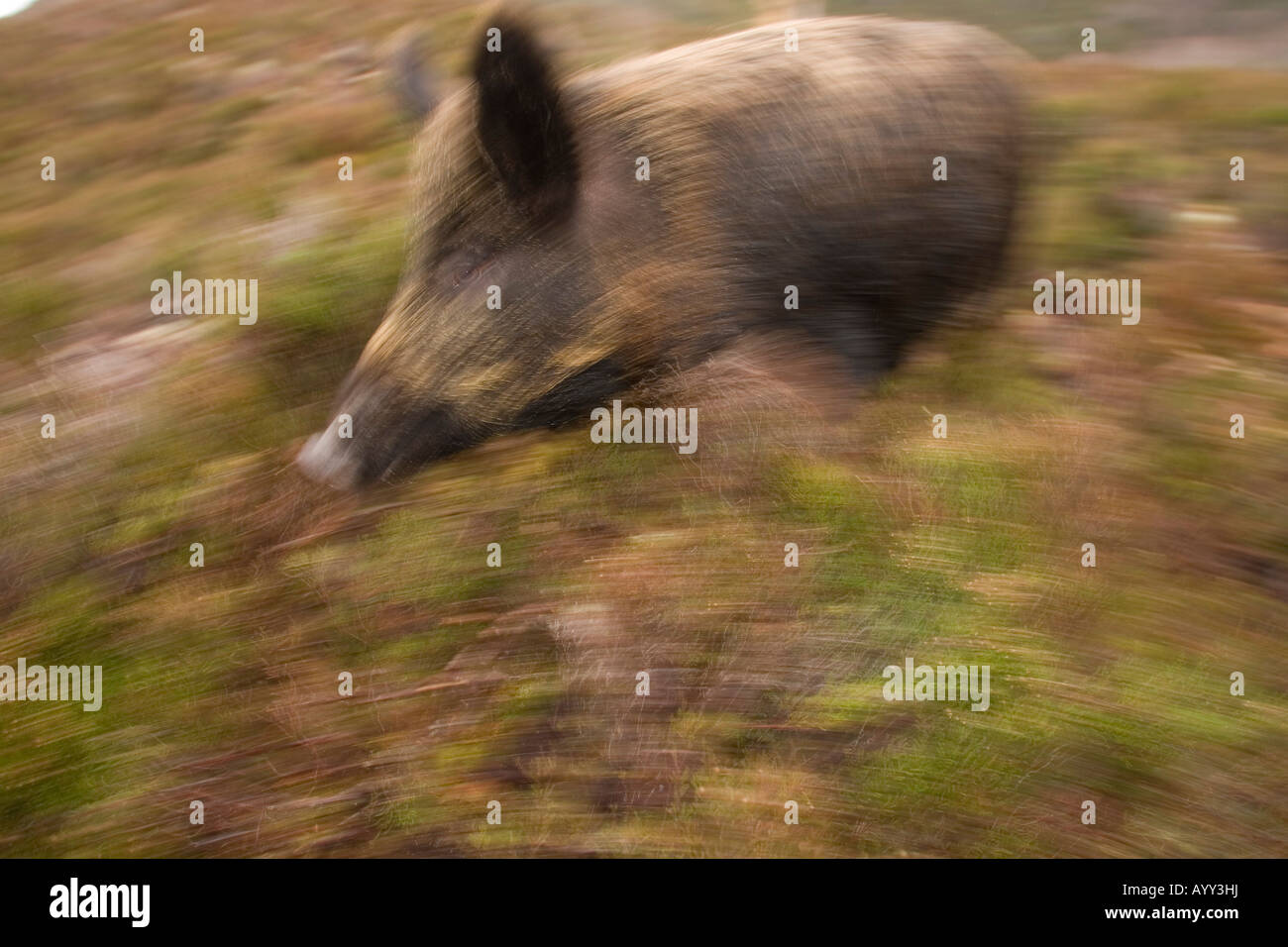 Wieder Wildschwein auf Alladale Estate, Schottland Stockfoto