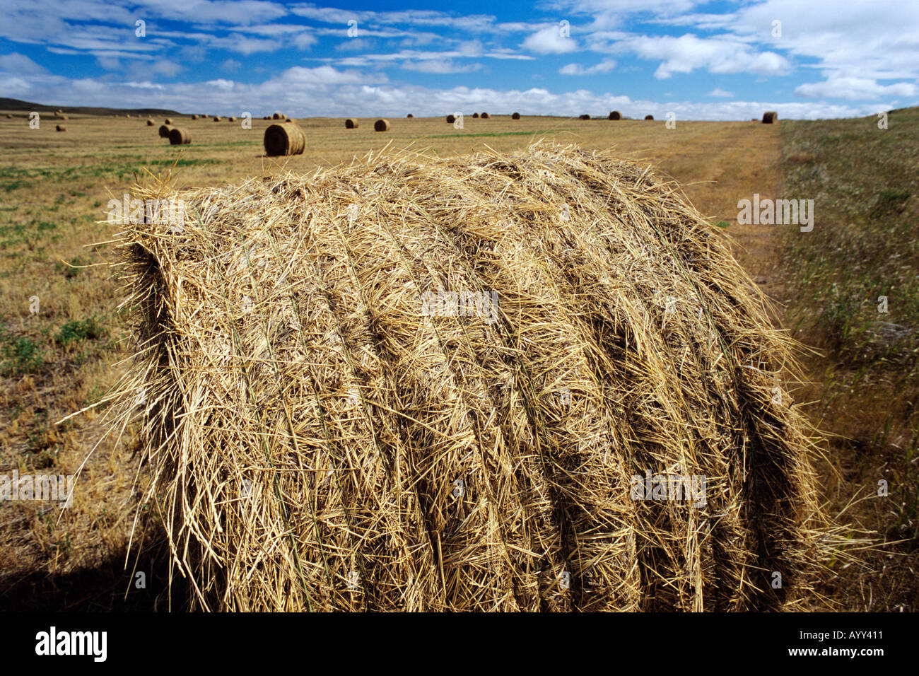 Runde Heuballen im Spätsommer Feld Belfied North Dakota Stockfoto