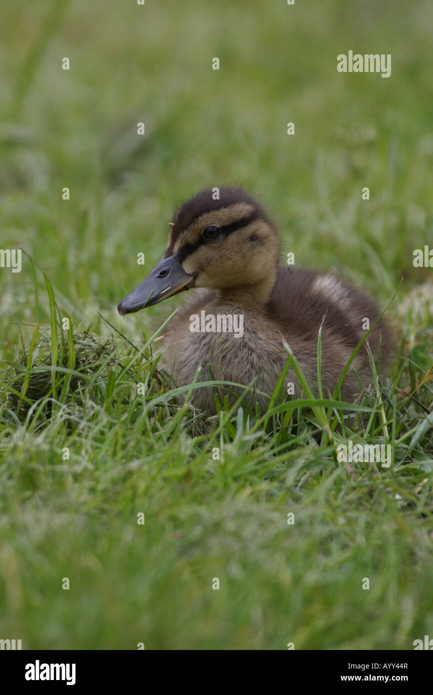 Stockente Entlein auf einer Wiese im Garten Stockfoto