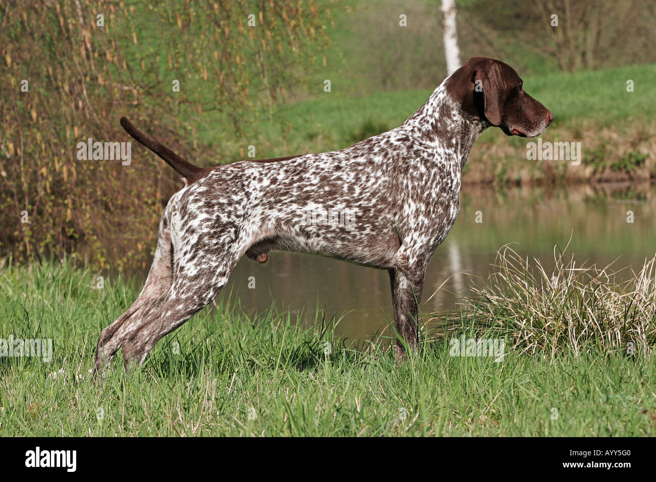 Deutsch Kurzhaar Hund - Stand auf der Wiese Stockfoto