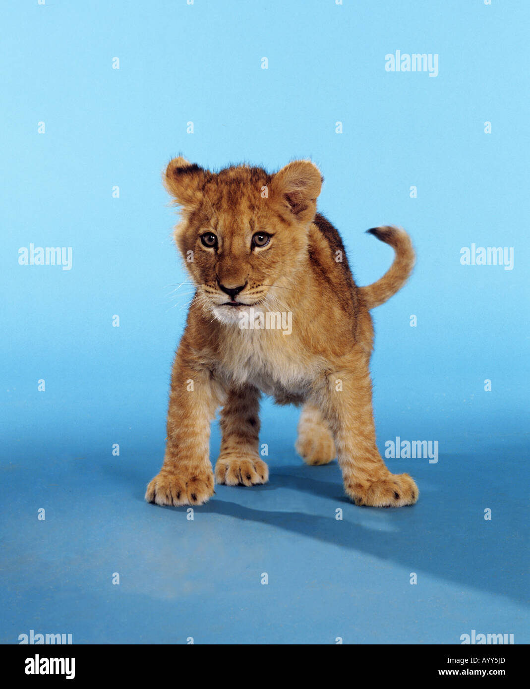 junger Löwe stehend auf blauem Hintergrund Stockfoto