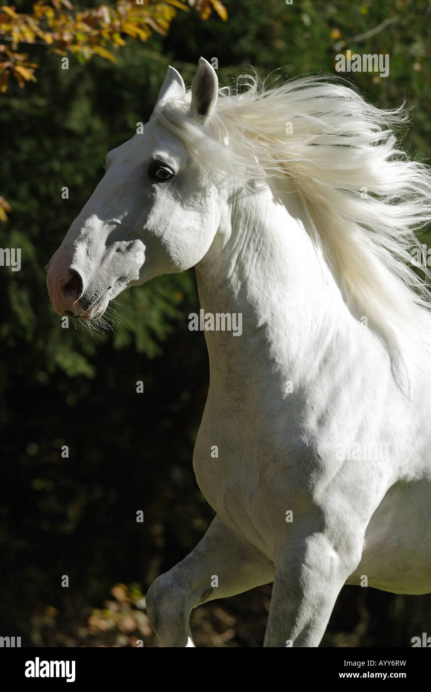 Kladruber - Porträt Stockfoto