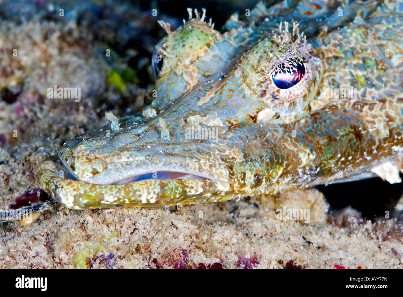 Ein Krokodil oder Flathead Fisch scheint zu spotten, wie er seine nächste Mahlzeit bei Wickham Isl New Georgia, Teil der Salomonen erwartet Stockfoto