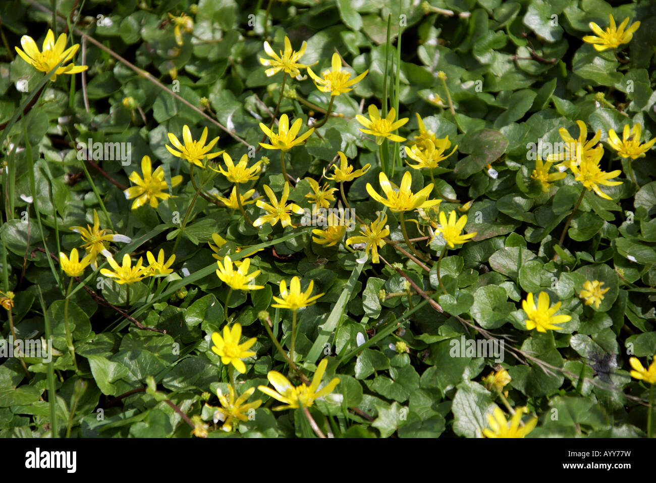 Kleinen Schöllkraut Ranunculus Ficaria Butterblume Stockfoto