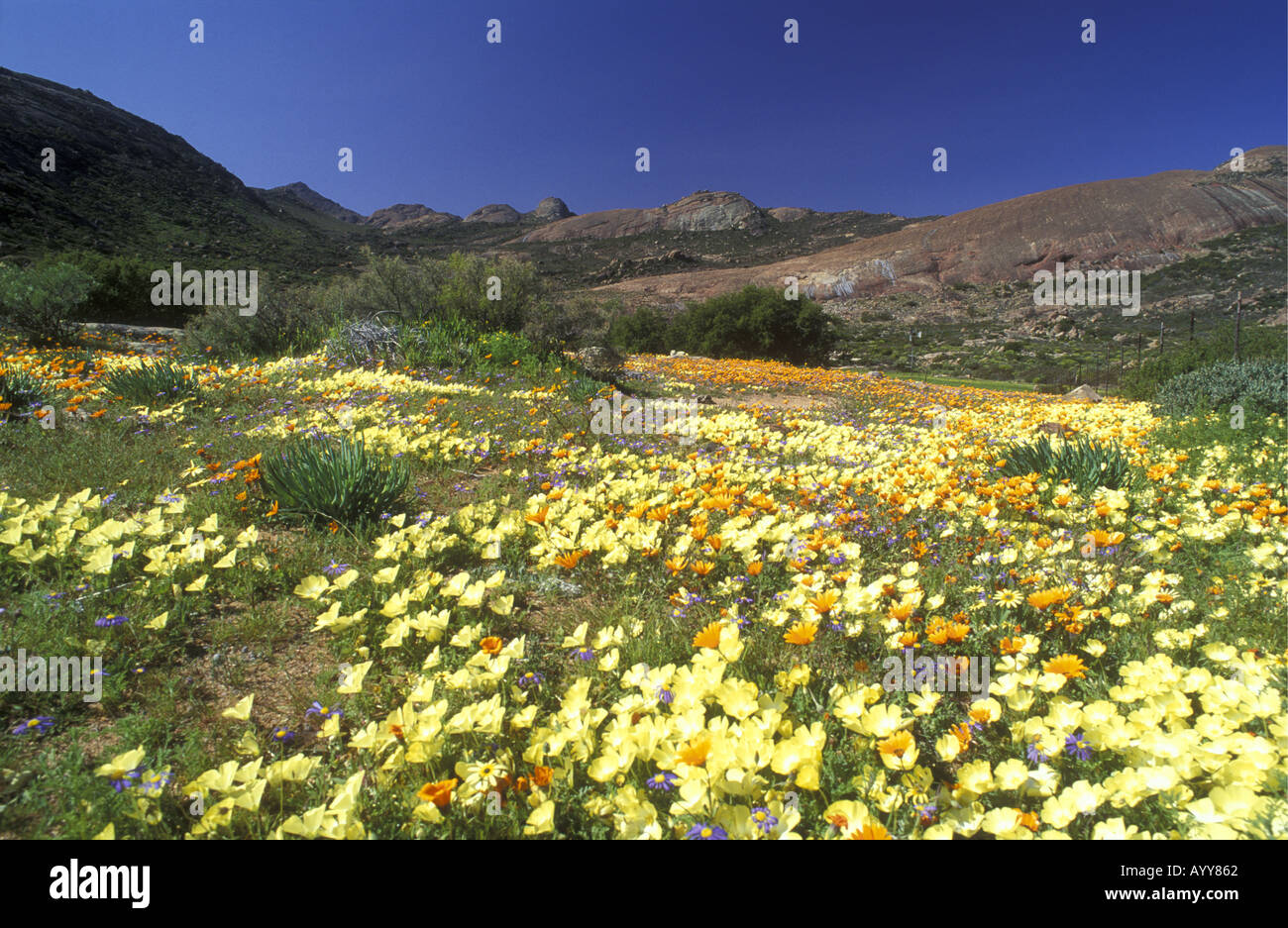 Schöne Frühlingsblumen in Namaqualand in Südafrika Stockfoto