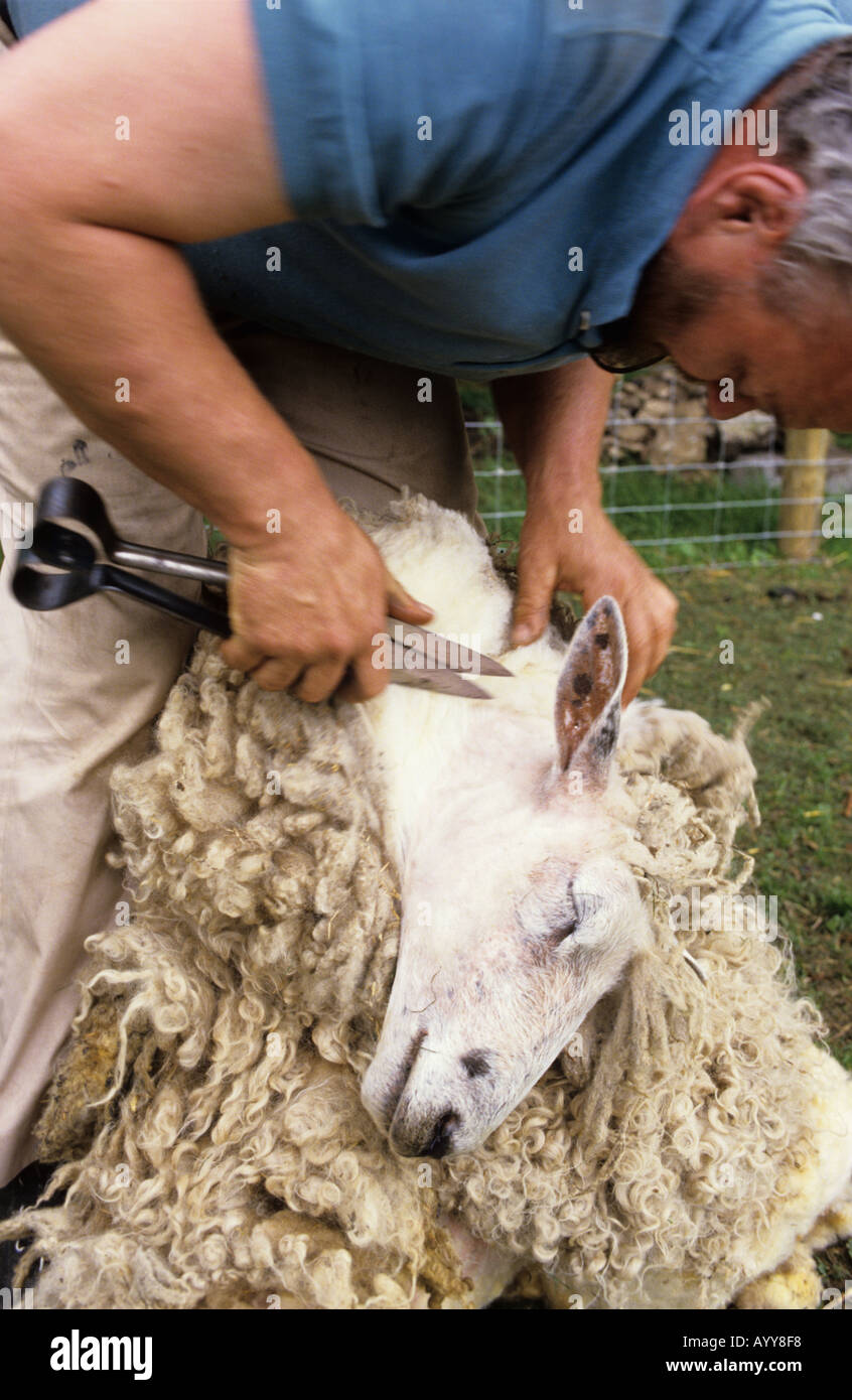 Schafe scheren von hand mit der Schere Stockfotografie - Alamy