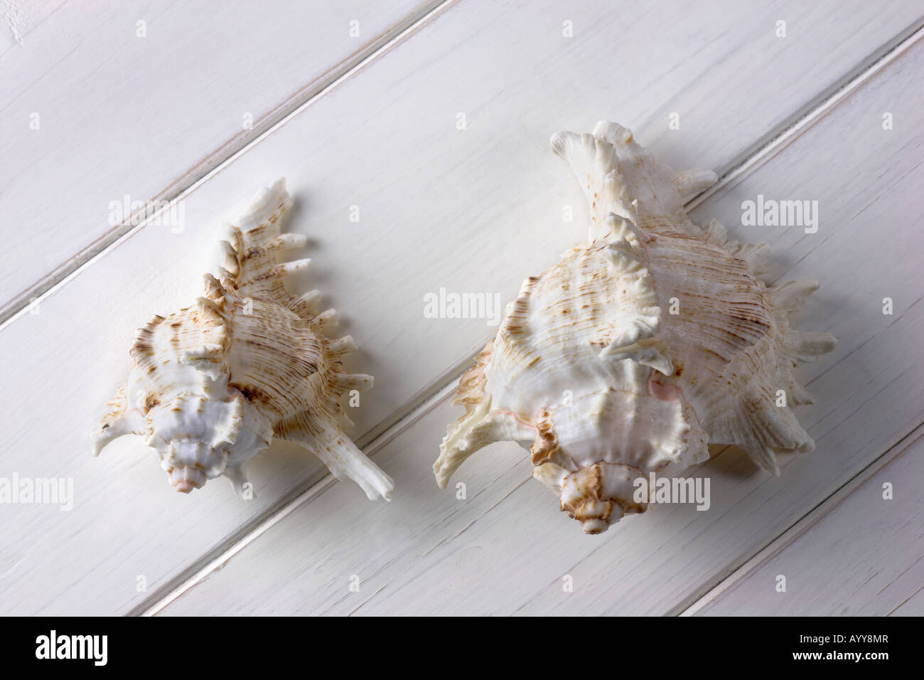 Paar von Spider Konchen auf einem weiß lackierten Holz Nut und Feder-Hintergrund Stockfoto