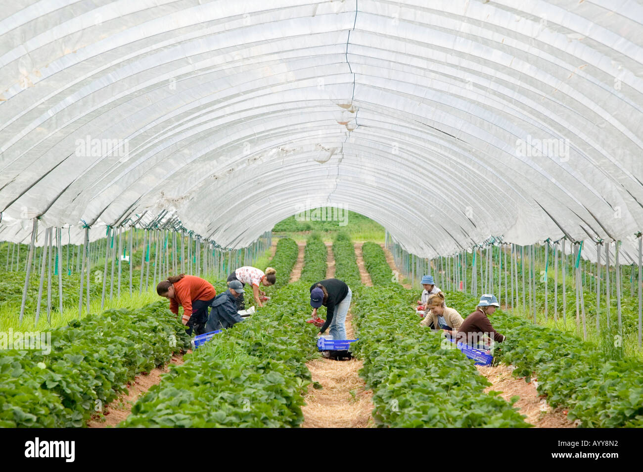 Osteuropäische Arbeitnehmer pflückt Erdbeeren in einem Folientunnel auf einer Farm in Shropshire UK Stockfoto