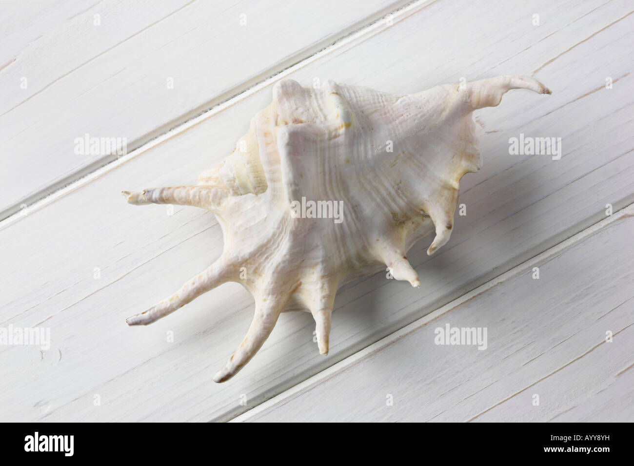 Spider-Muschel auf einem weiß lackierten Holz Nut und Feder-Hintergrund Stockfoto