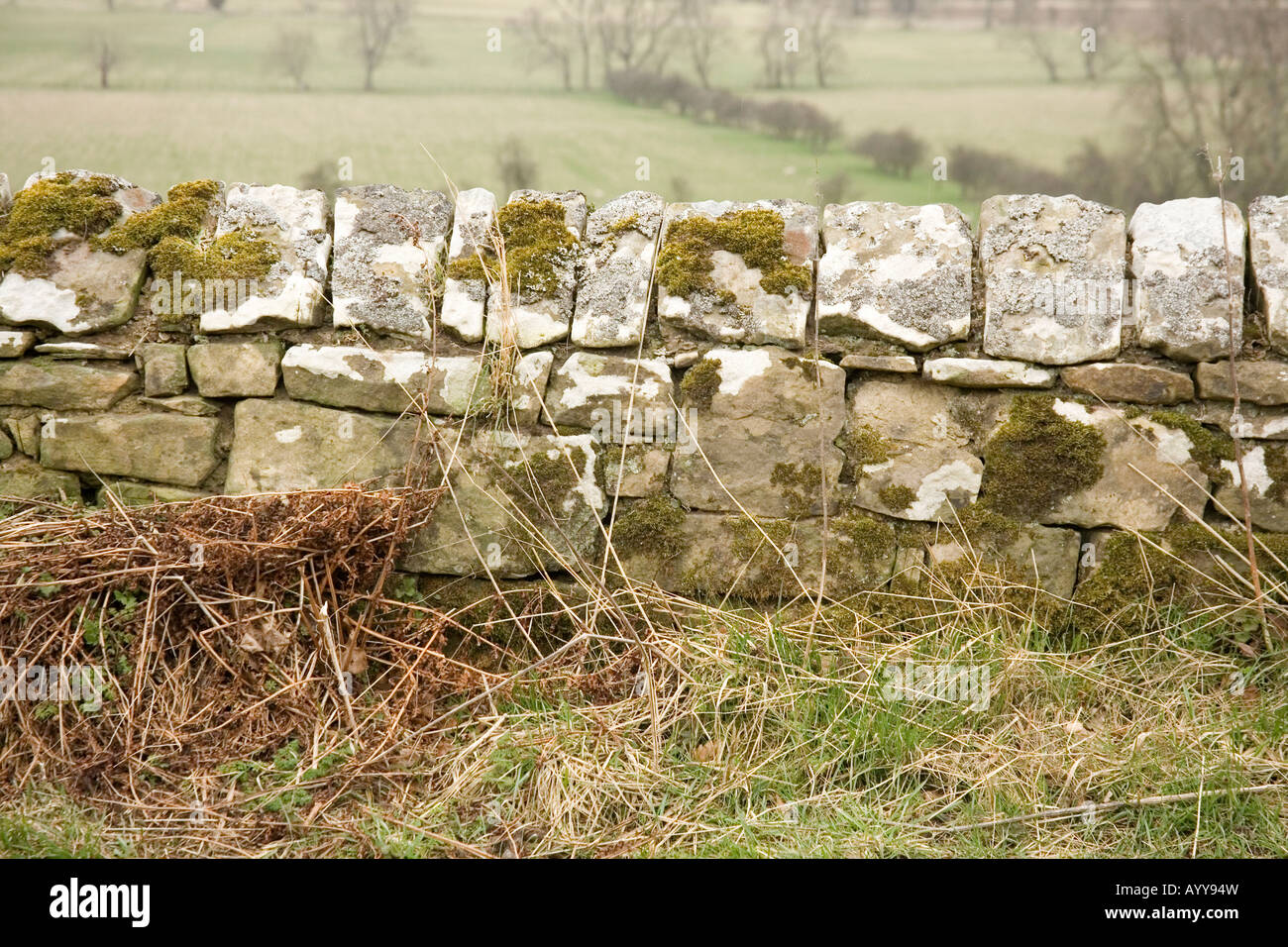 Trockenmauer, Glanton, Northumberland, England. Stockfoto