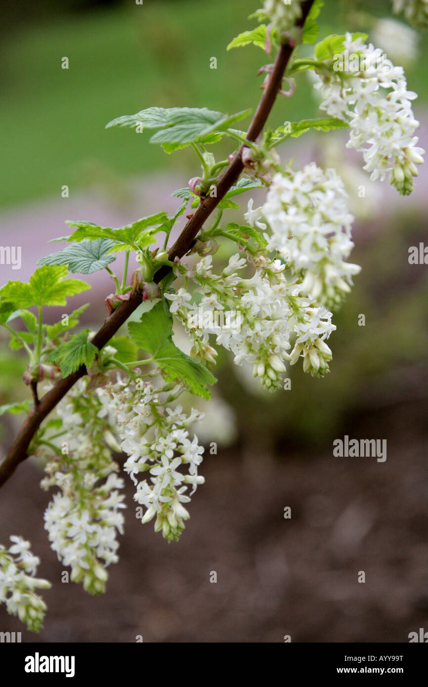 Blüte Johannisbeere, glutinosum, Grossulariaceae Ribes Stockfoto