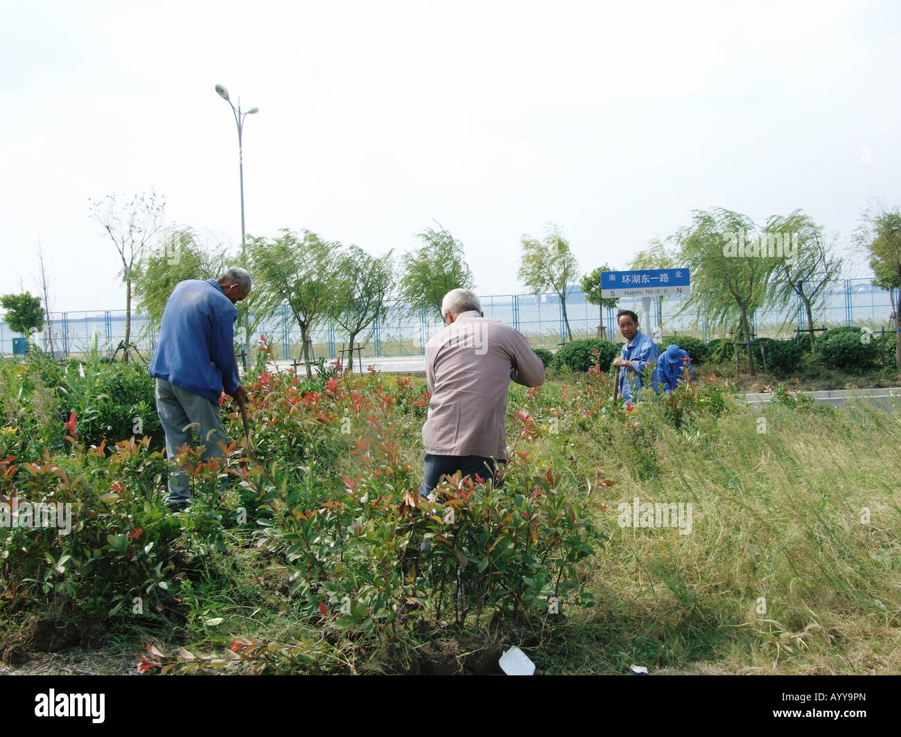 Eine Gruppe von Gärtnern in Lingang New Town in der Nähe von Shanghai China Stockfoto