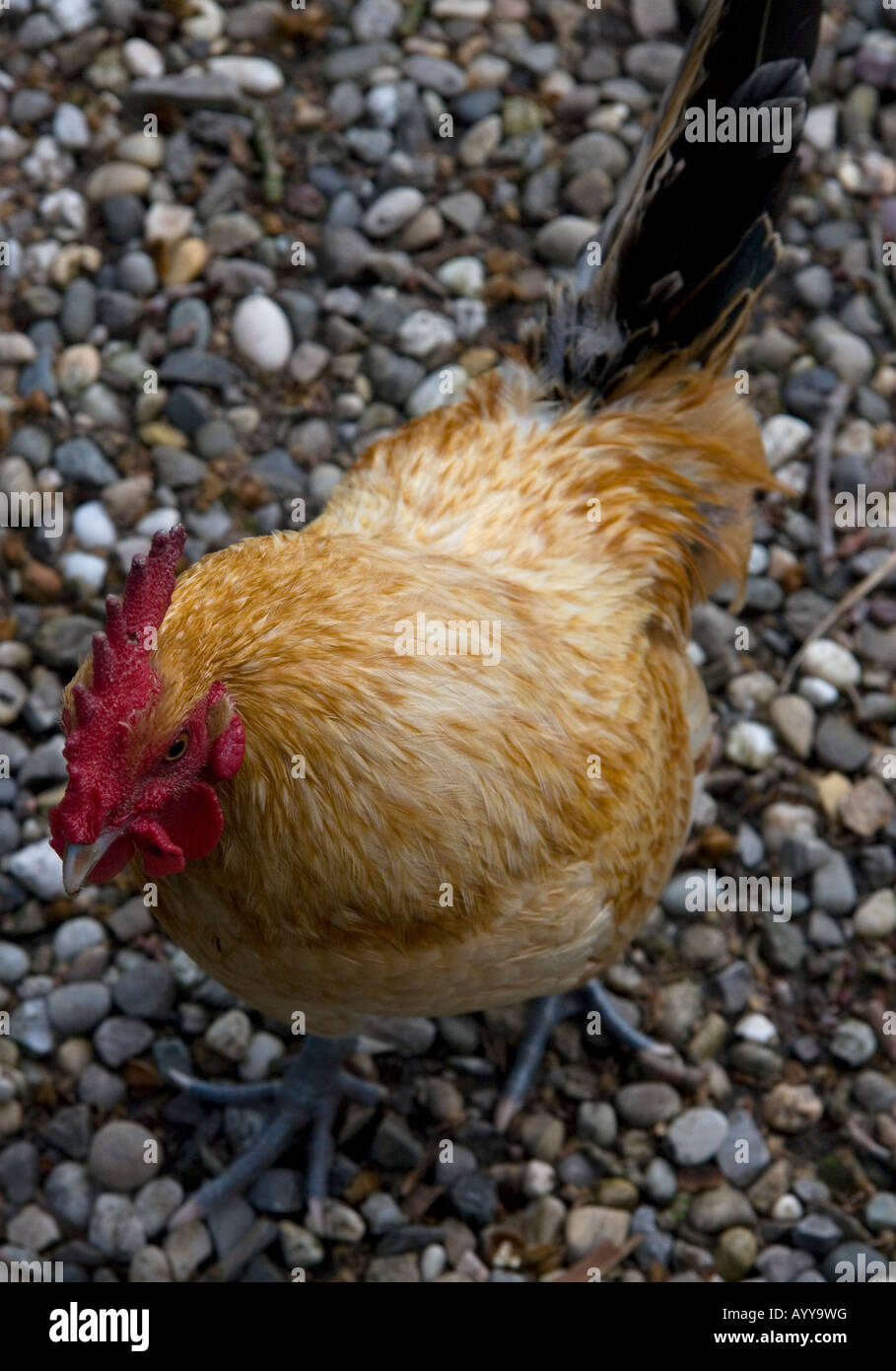 Braune Hühner Stockfoto