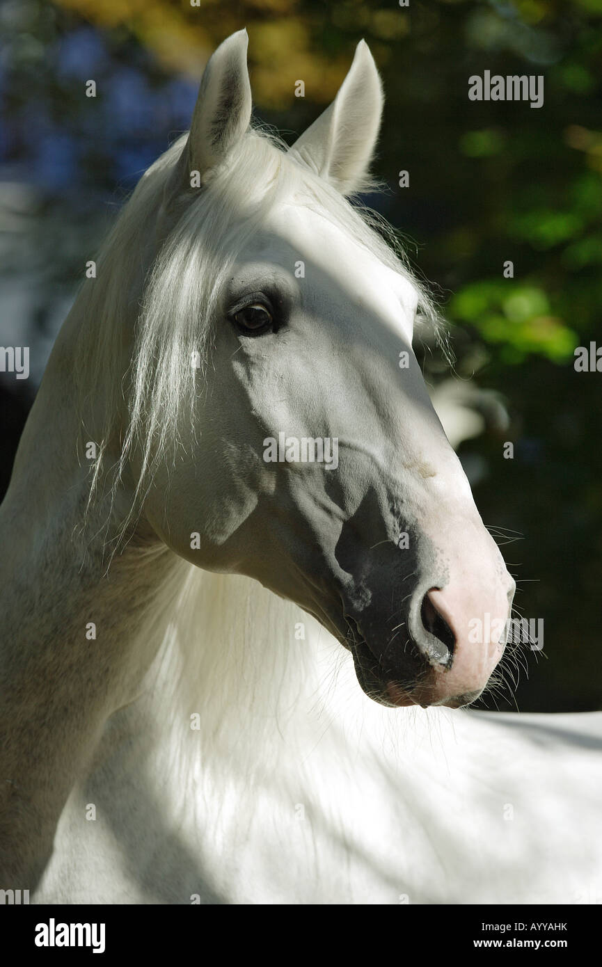 Kladruber - Porträt Stockfoto