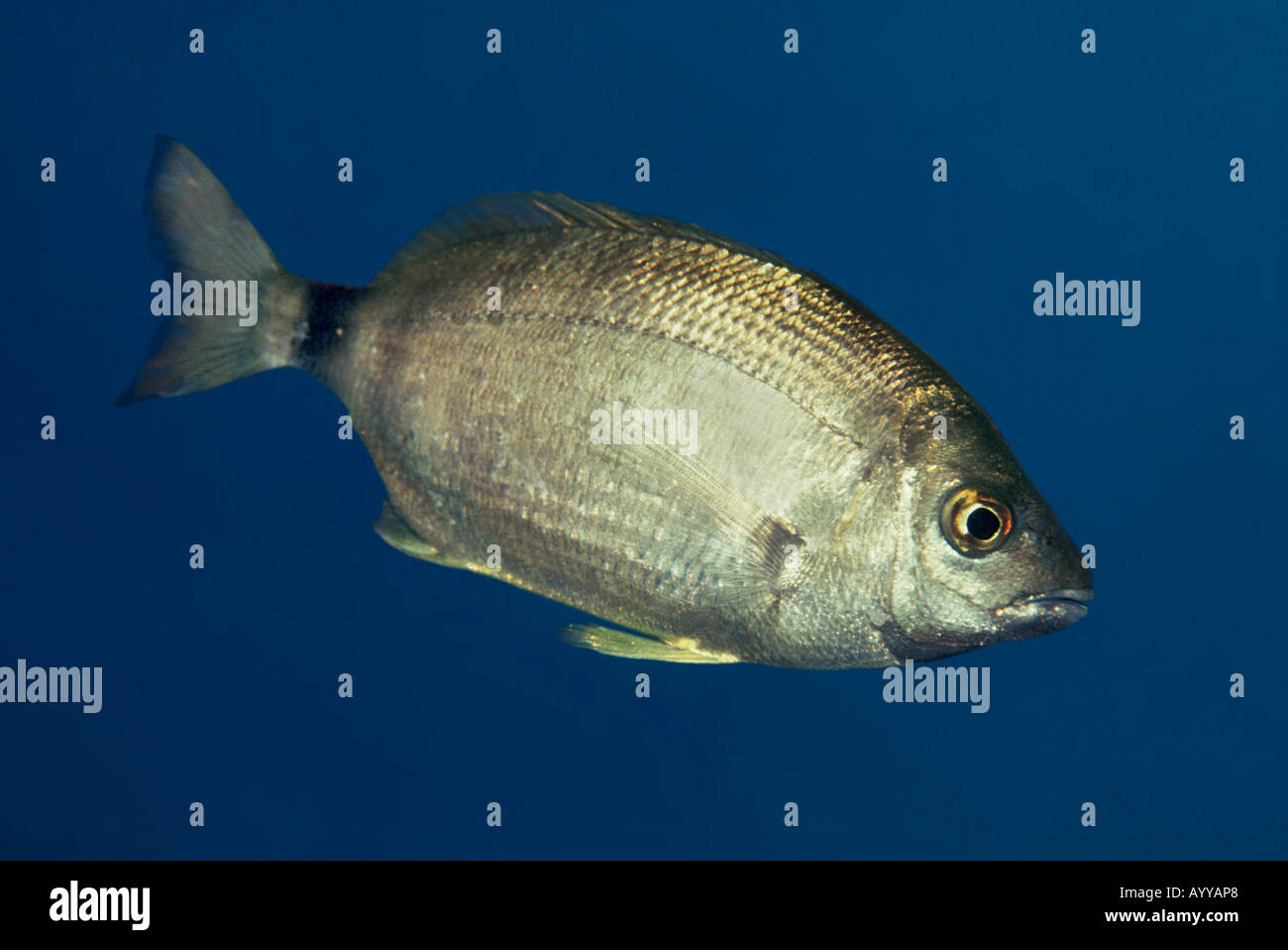 ringförmige Goldbrasse, ringförmigen Brassen, ringförmigen aus (Diplodus Annularis) Stockfoto