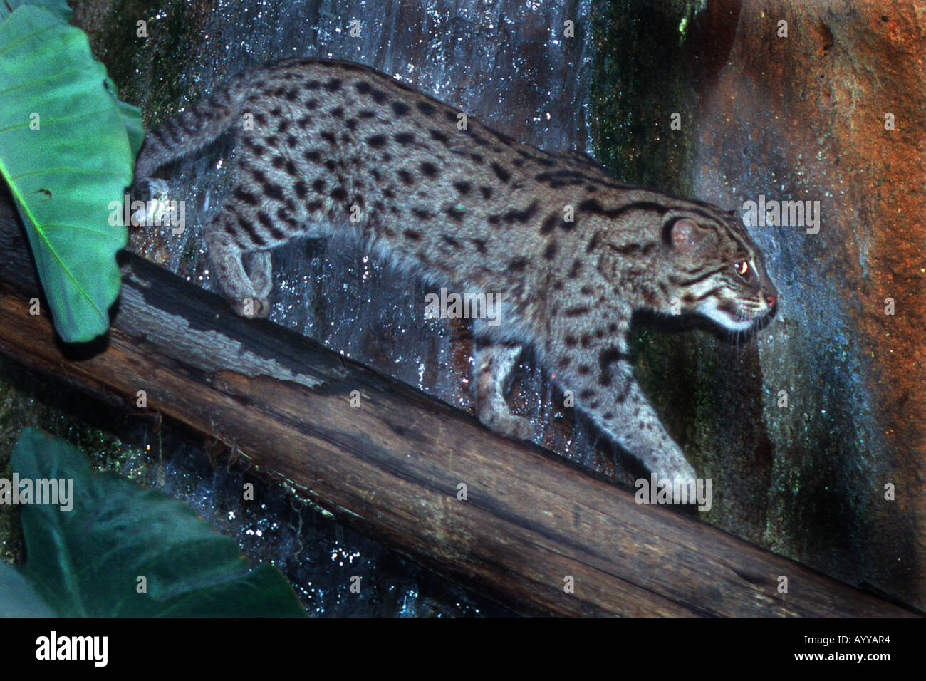 Fischen-Katze, Yu Mao (Prionailurus Viverrinus, Felis Viverrinus), zu Fuß auf einem Stamm Stockfoto