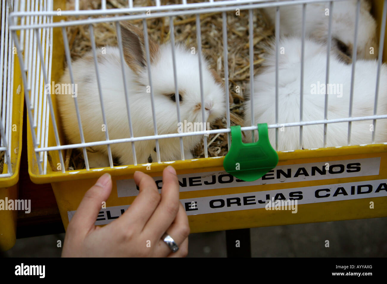 Kaninchen zum Verkauf auf einem Marktstand in La Rambla, Barcelona, Spanien Stockfoto