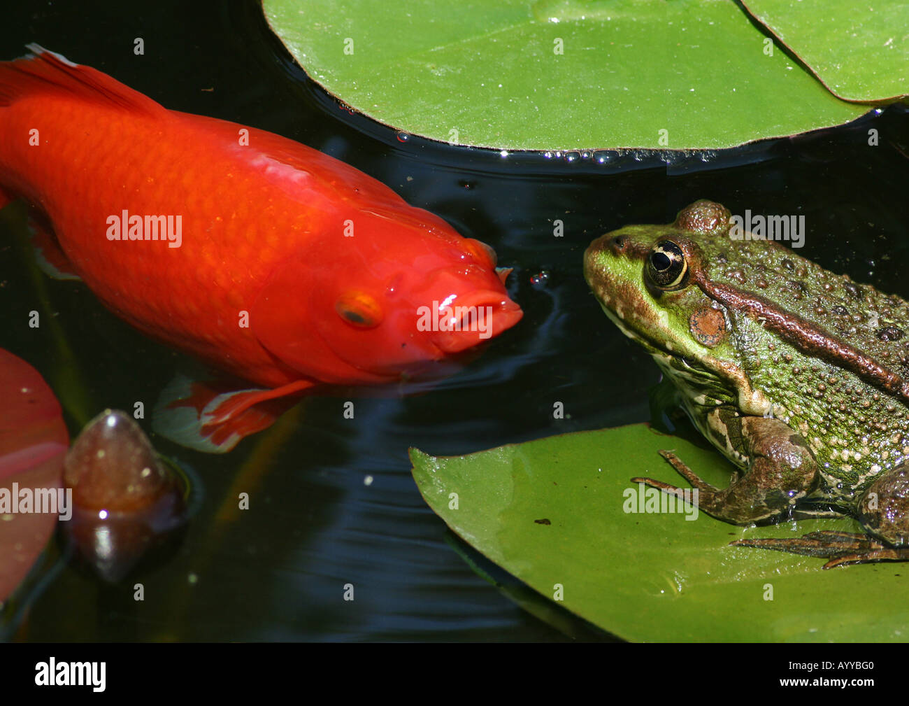 Europäische essbare Frosch, Goldfisch (Rana Esculenta, Carassius Auratus), im Gartenteich, Deutschland, Bayern, Alpenvorland Stockfoto