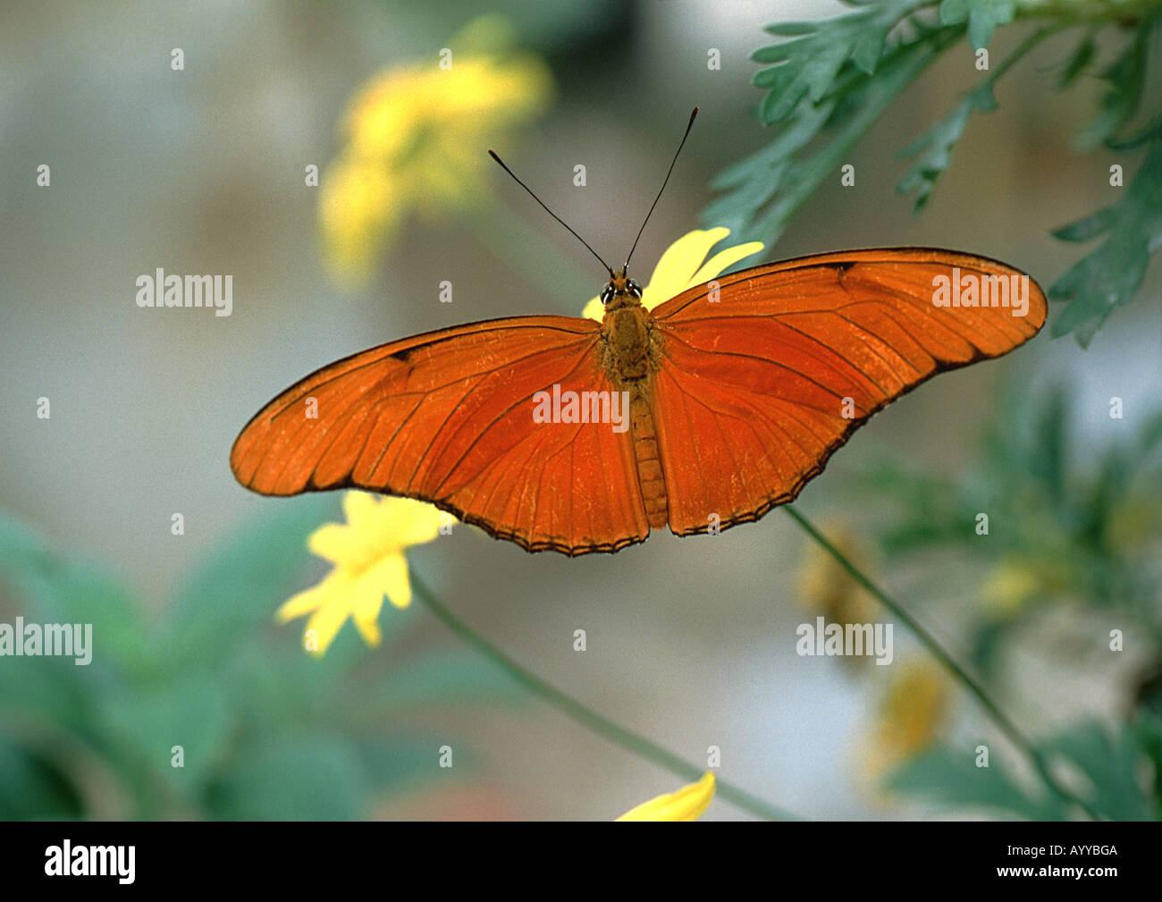 Julia heliconian (Dryas Julia), tropischer Regenwald Stockfoto