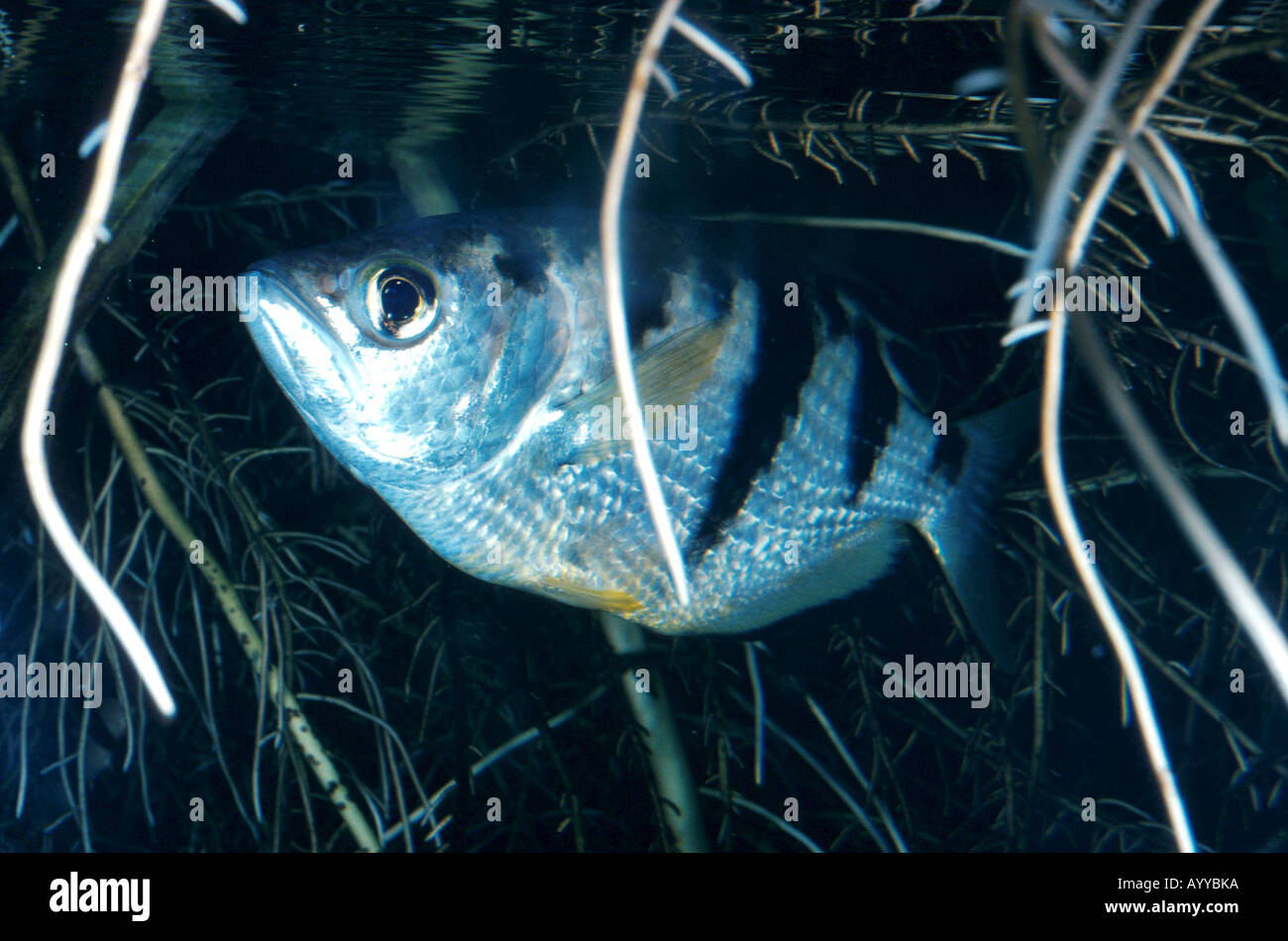 Archerfish (Toxotes Jaculator) Stockfoto