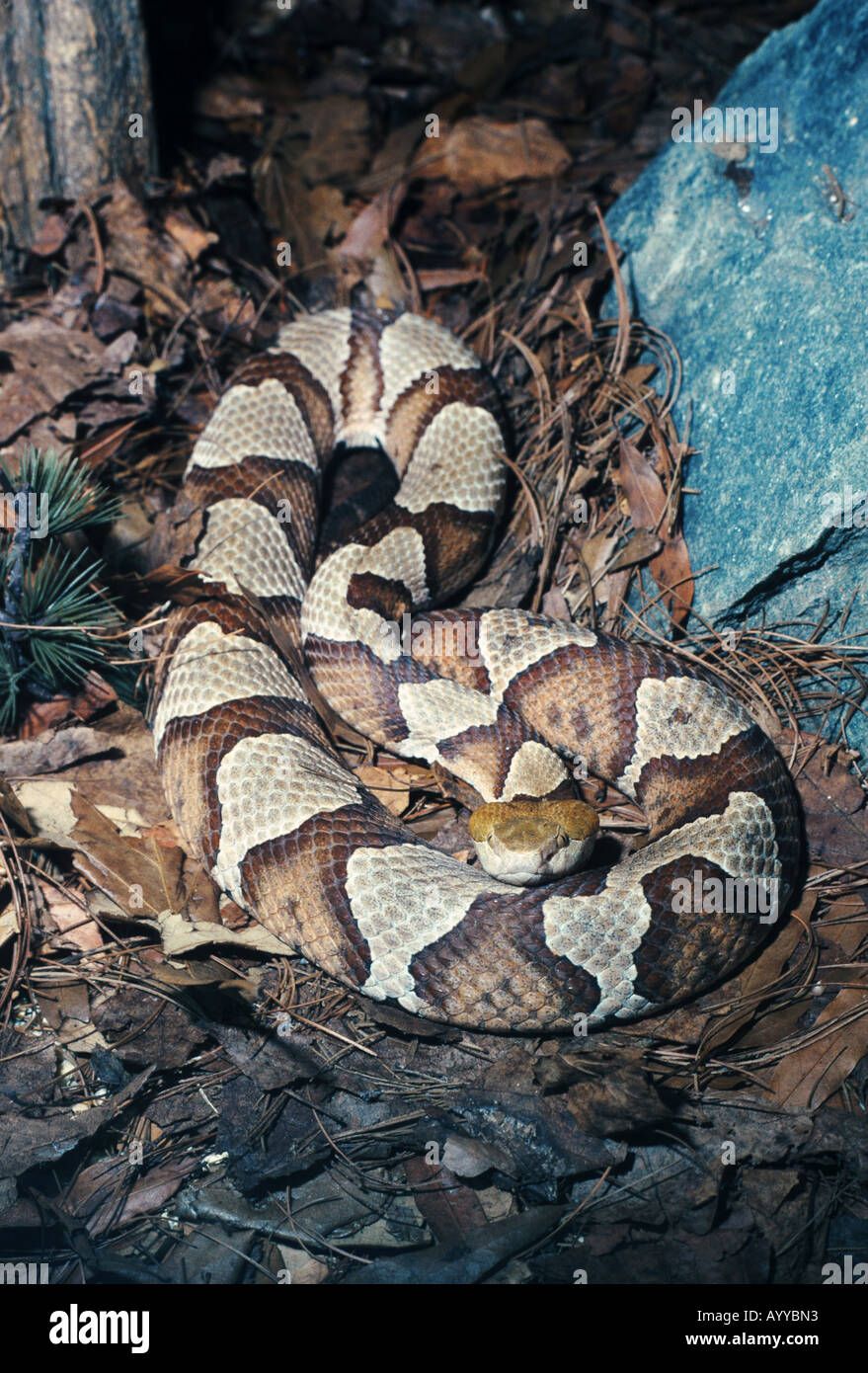 Copperhead (Agkistrodon Contortrix) Stockfoto