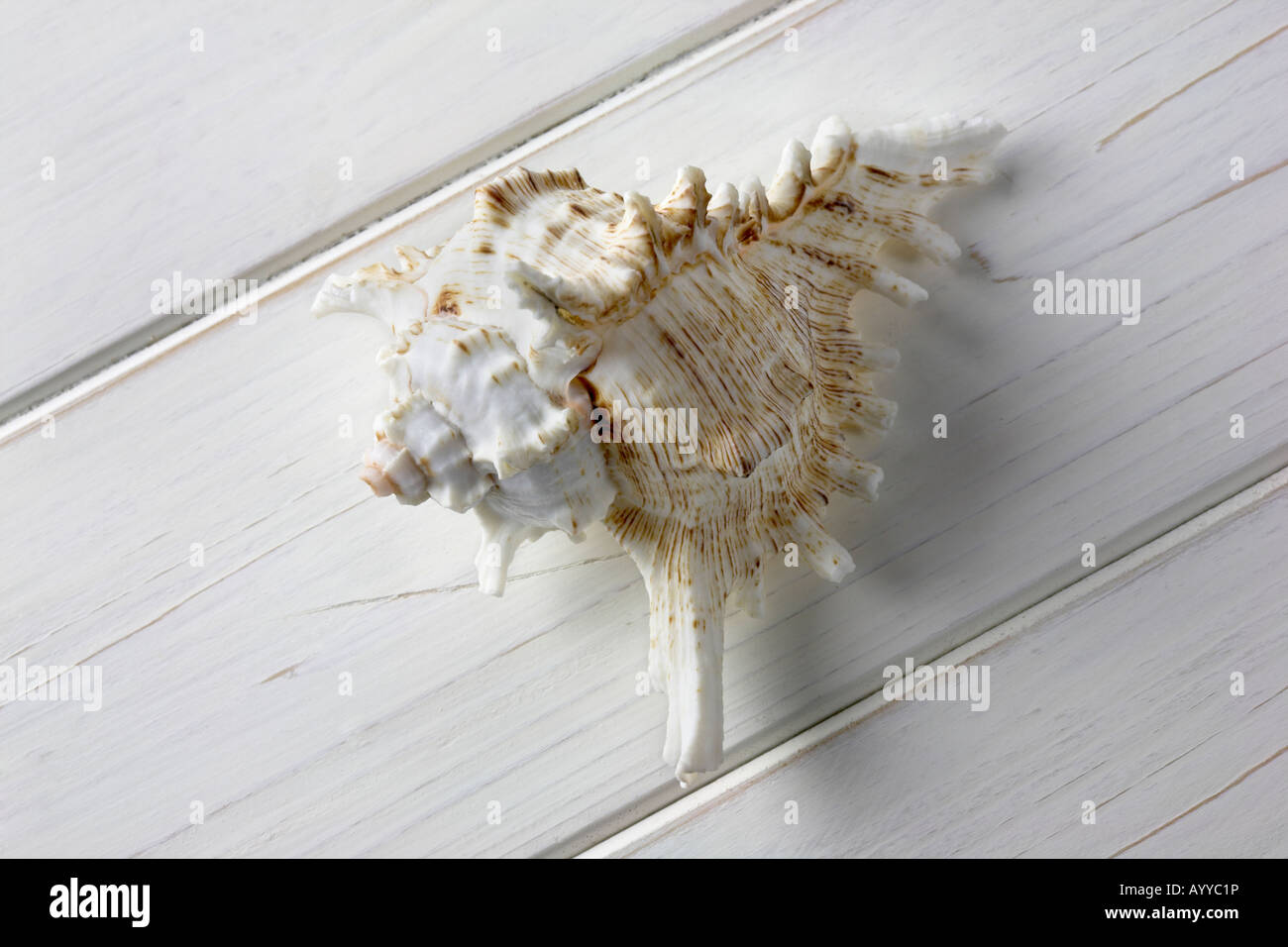 Spider-Muschel auf einem weiß lackierten Holz Nut und Feder-Hintergrund Stockfoto